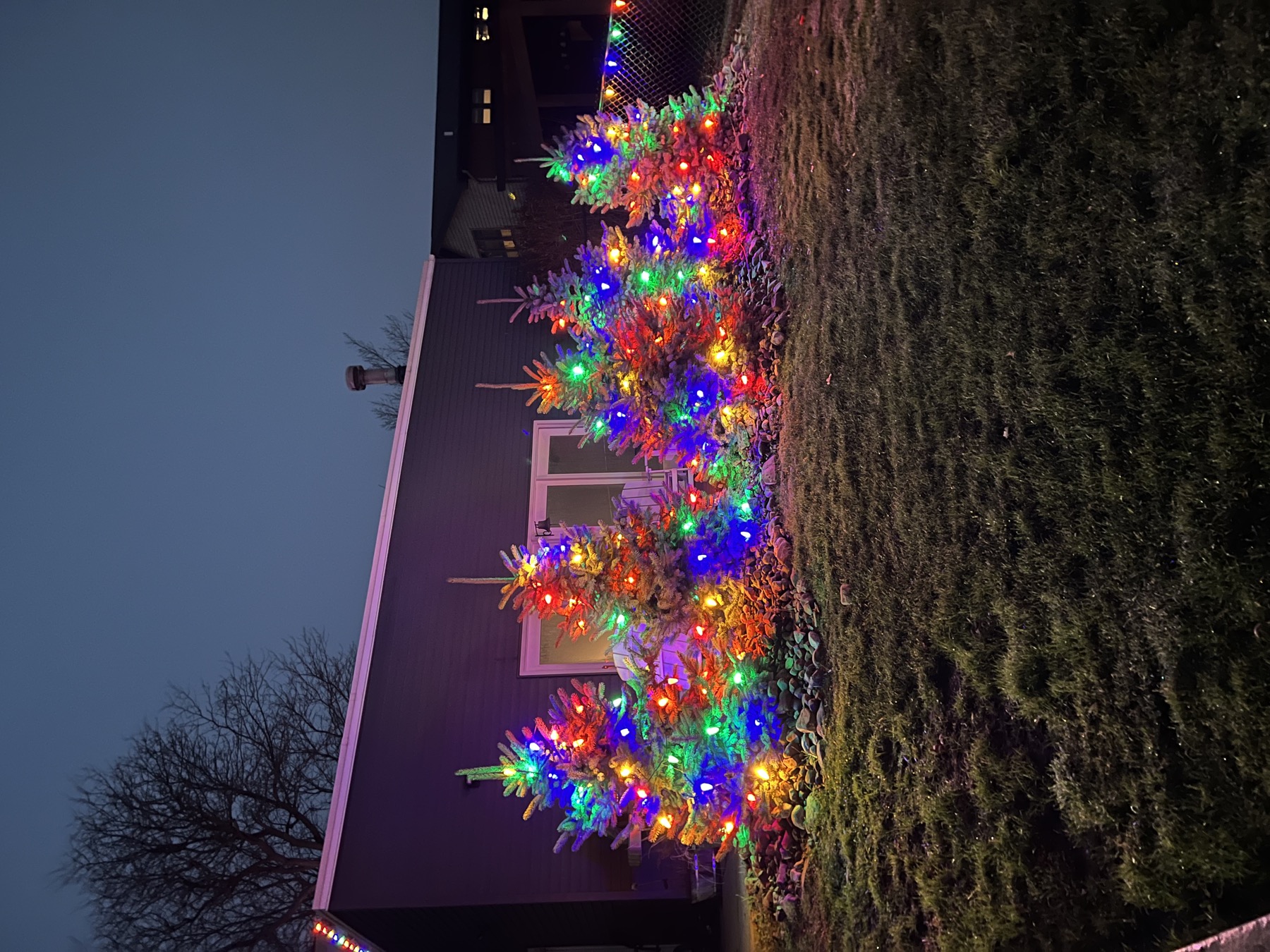 Small evergreen trees wrapped in red, green, blue and gold holiday lights