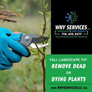 Fall Landscaping Tip: Remove Dead or Dying Plants
