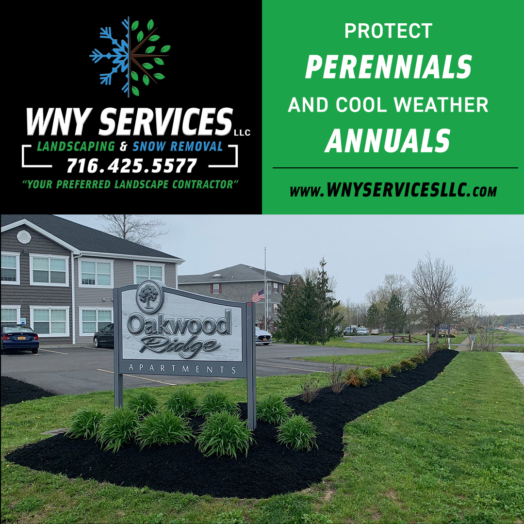 Read more about the article Protect Perennials and Cool Weather Annuals